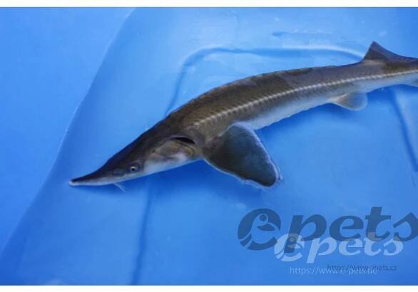 Jeseter malý (acipenser ruthenus) 40 - 50 cm