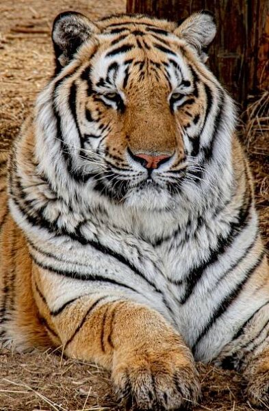 Majestic Bengal Tiger