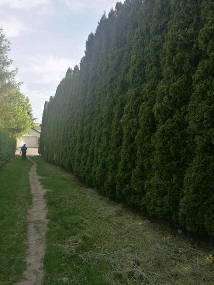 Thuja occidentalis 'Smaragd'  120 - 140 cm 