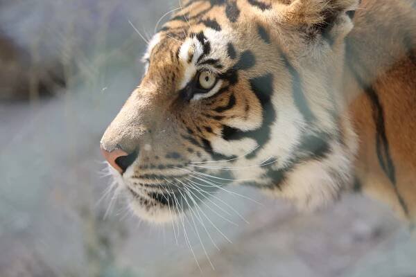 The eye of the tiger