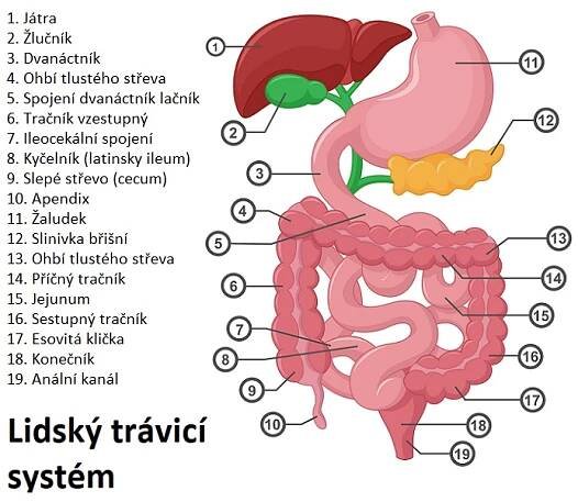 Duodenogastrický reflux žluče – když se žluč vrací do žaludku – příznaky, příčiny a léčba