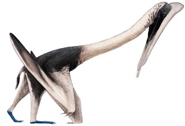 Yixian Formation - Pteros