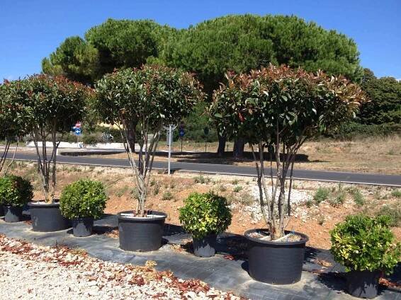 Photinia x fraserii Red Robin Multistemm