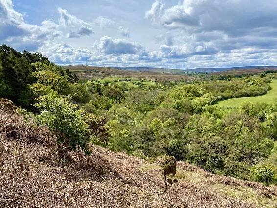 Looking down into the Commondale Beck valley, shortly after the start of the Castleton walk.
