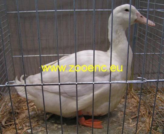 Kachna elsberská
