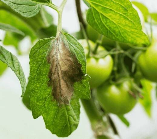 Gray leaf spot