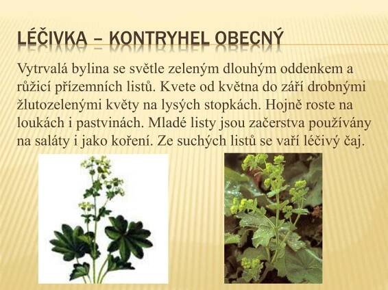 PPT - Luční traviny a rostliny PowerPoint Presentation, free download - ID:5270920