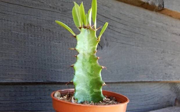 Euphorbia trigona