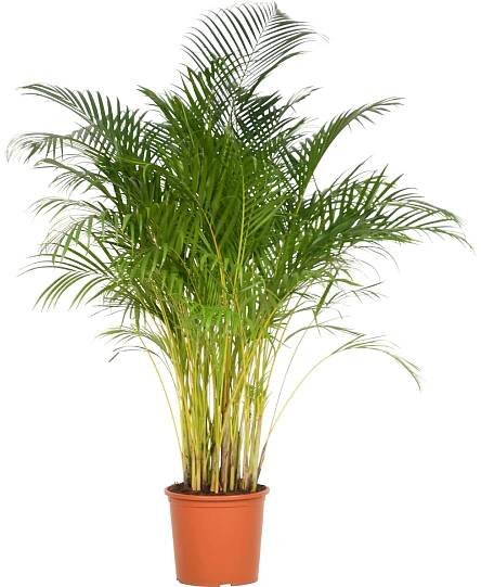 Chrysalidokarpus nažloutlý průměr květináče cca 32 cm