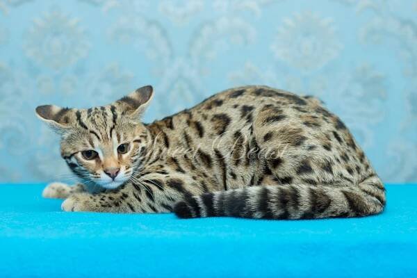 Sweet-beast.com | Bengal | UA*Sweet Beast F1 Gladys