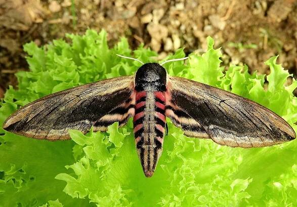 Fotografie „Sphinx ligustri - Lišaj šeříkový“