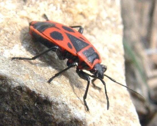 Pyrrhocoris apterus - Wikipedia