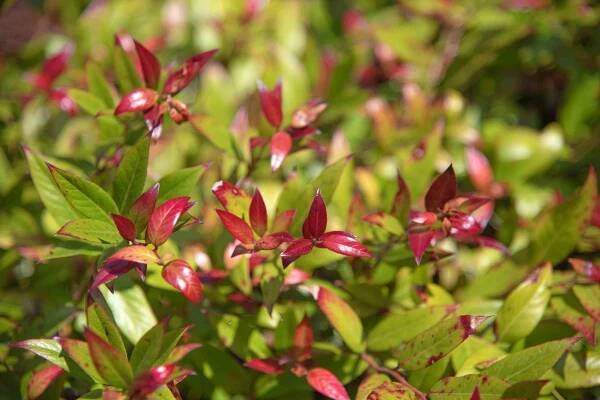 Coast leucothoe shrub with glossy red and green leaves 