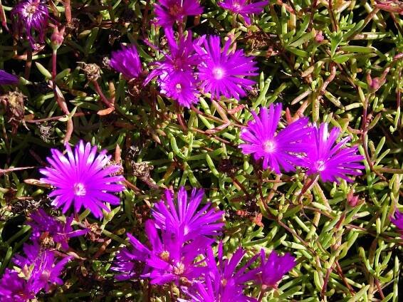 Lampranthus multiradiatus