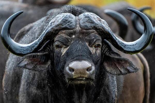 portrét buvola v krugerově národním parku - bizon - stock snímky, obrázky a fotky