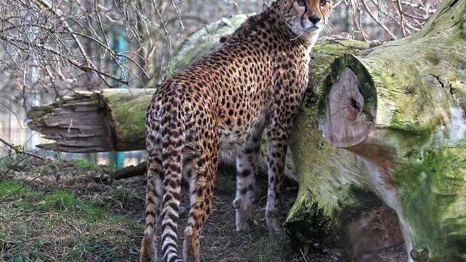 V plzeňské zoo vypustili do výběhu nové gepardy, dvě samice přijely z Francie