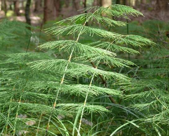 Přeslička lesní – Equisetum silvaticum