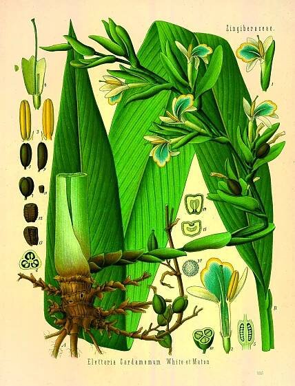 Kardamovník obecný, poklad ze Srí Lanky — CULINA BOTANICA