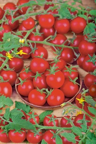 CHERRY BABY 