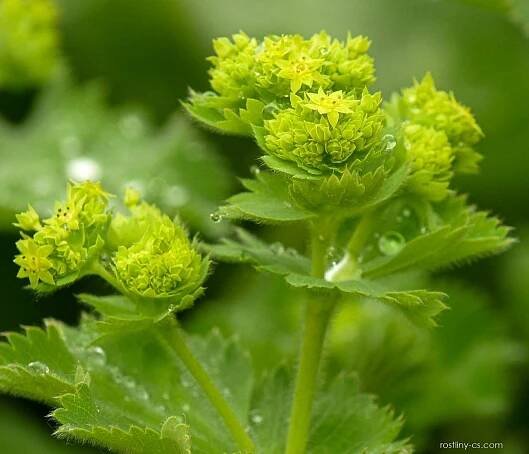 Kontryhel měkký (Alchemilla mollis)
