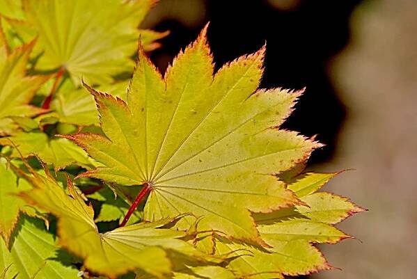 Javor shirasavanský Aureum (Acer shirasawanum)
