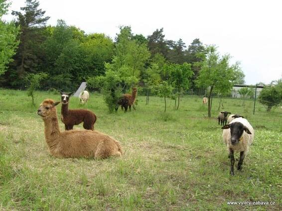 Lamacentrum Hády - lamí farma | Farmy, ZOO, jízdy na koních