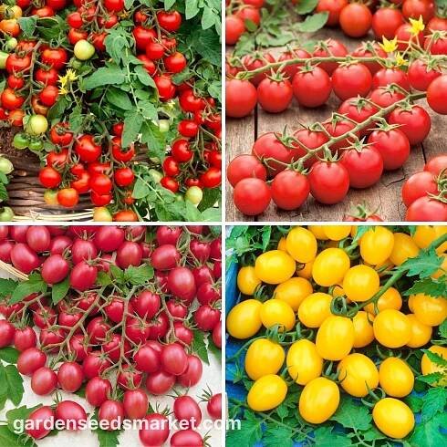 Semena cherry rajčat - výběr ze 4 odrůd