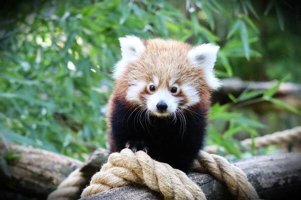 Úspech nášho chovu získal ocenenie - Národná zoo Bojnice