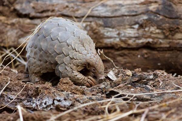 Saving Pangolins with Wild & Free - Creatives for Conservation