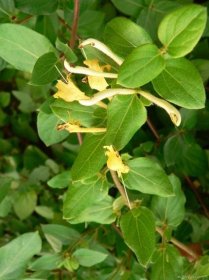 Zimolez japonský (Lonicera japonica), listy