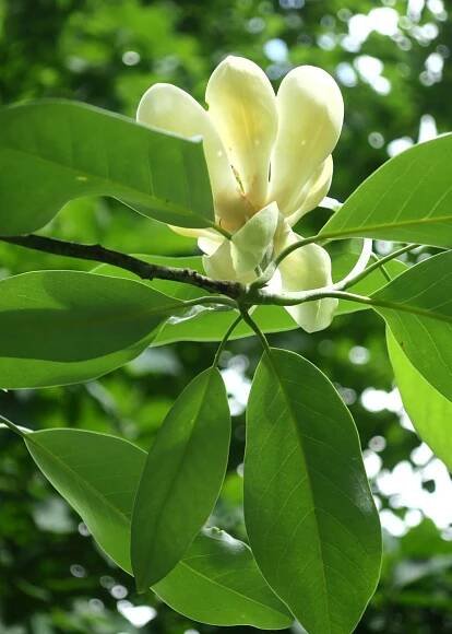 Magnolia virginiana 'Jim Wilson'