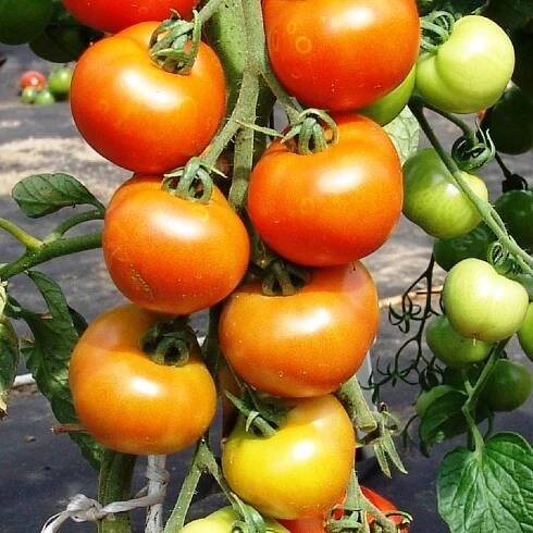 Rajče Orkado F1 – Solanum lycopersicum – osivo rajčat