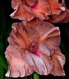 Gladiola čokoládová - Gladiolus - cibuľoviny - 3 ks