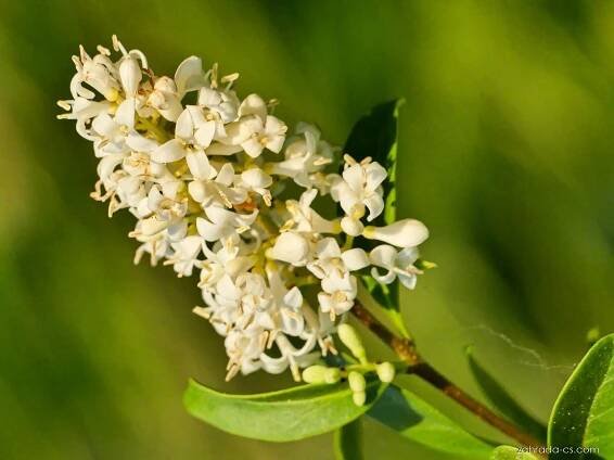 Ptačí zob obecný - Ligustrum vulgare, květy, květenství