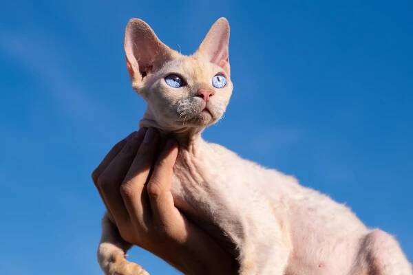 Devon Rex – povaha, vzhled, péče, zdraví | Zoopedie.cz