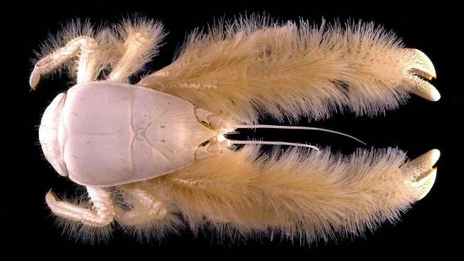 Krab, který má pod mořem svoji vlastní farmu - Médium.cz