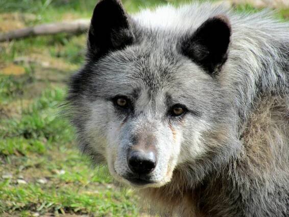 Základová fotografie na téma @ venku, arktický vlk, biologie vlka, canis, canis lupus, chování vlka, divočina, divoké zvíře