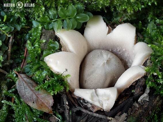 hvězdovka brvitá | NaturAtlas.cz