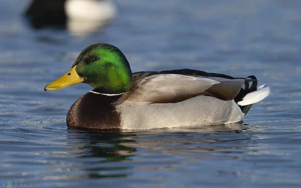 綠頭鴨 Mallard 雄鳥