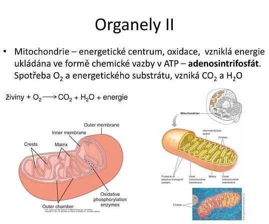 PPT - Fyziologie buňky PowerPoint Presentation, free download - ID:6613320