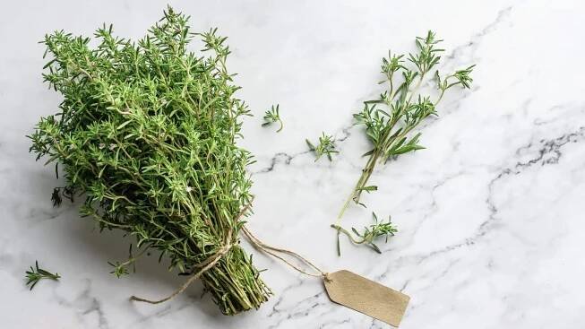 16-facts-about-thyme