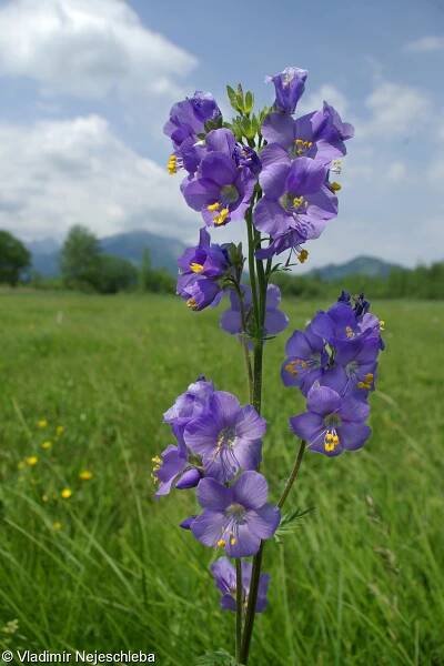 fotografie Polemonium caeruleum (jirnice modrá)