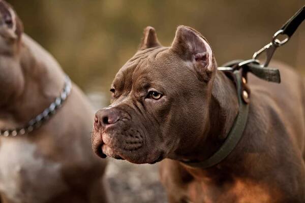 american bully pet dog na místě v přírodě - pitbull teriér - stock snímky, obrázky a fotky