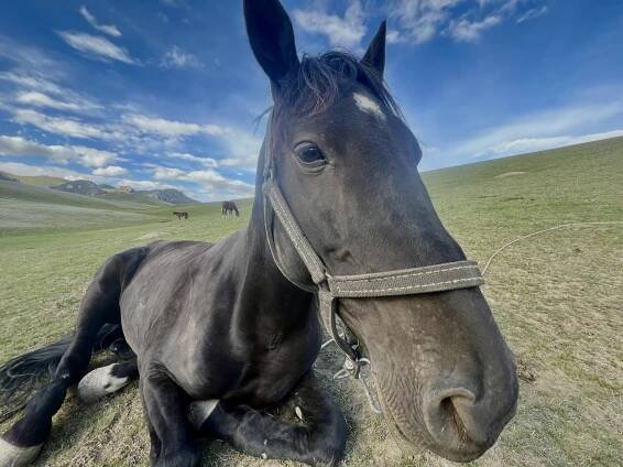 Short ride Kyrgyzstan 2024 | Horsemenistán