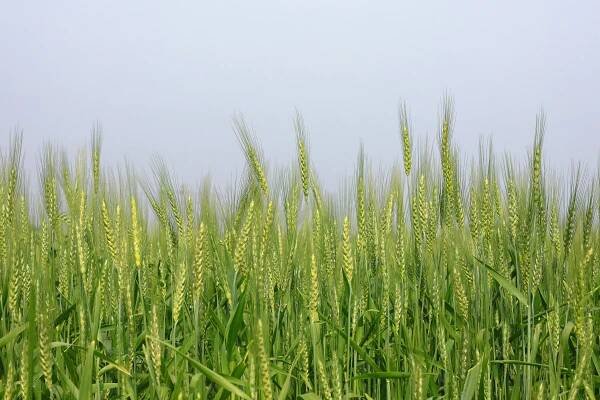 Základová fotografie na téma @ venku, agrární, agronomie, bio zemědělství, botanický, cereálie, cereální, ekologický, horizont