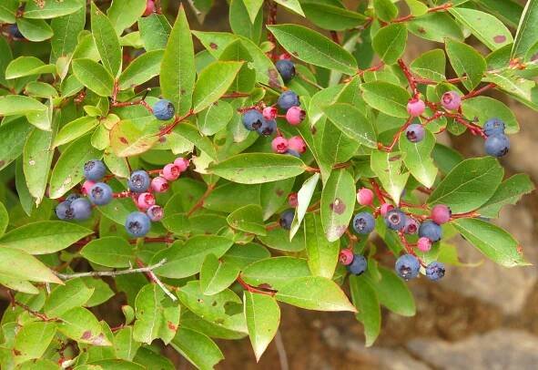 Vaccinium corymbosum   (Highbush Blueberry)