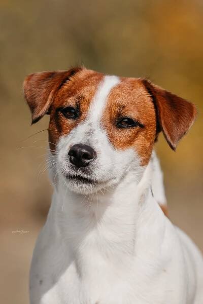 Johanka Pylades – Pylades | Jack Russell terrier