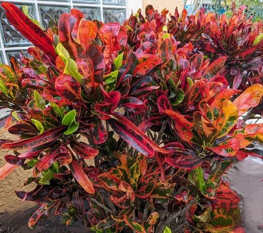 foliage « The Shrub Queen