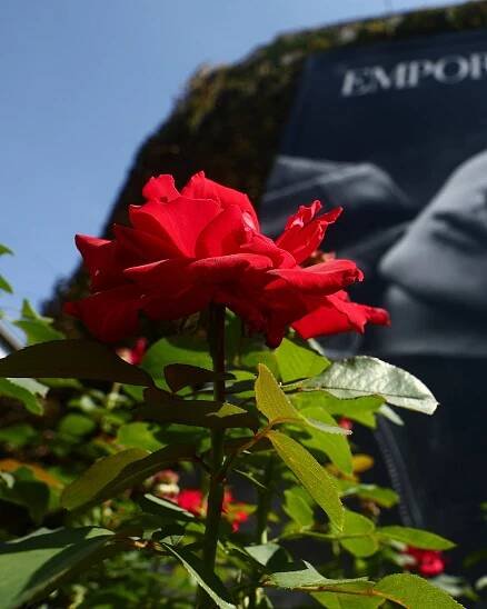 A lone red rose outside Armani as Milan mourns its 'king' of fashion