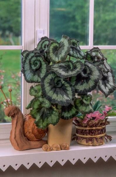 Growing Begonias as Houseplants: Everything You Need To Know